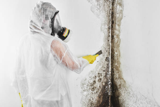 Best Post-Flood Mold Remediation in Lazy Mountain, AK