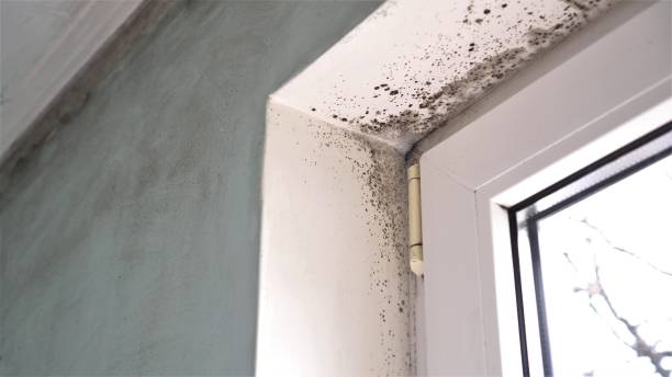 Best Emergency Mold Remediation in Lazy Mountain, AK