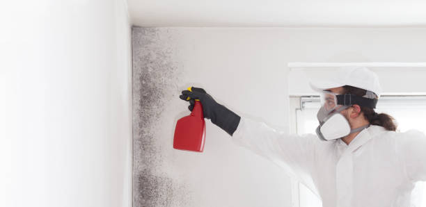 Best Localized Mold Remediation (e.g., coastal areas, humid climates) in Lazy Mountain, AK